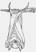 coloriage chauve souris accrochee a une branche